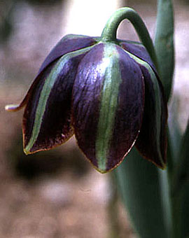 fritillaria_graeca.jpg (25439 bytes)