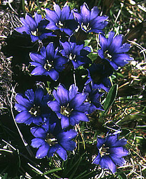 gentiana_djimilensis.jpg (69960 bytes)