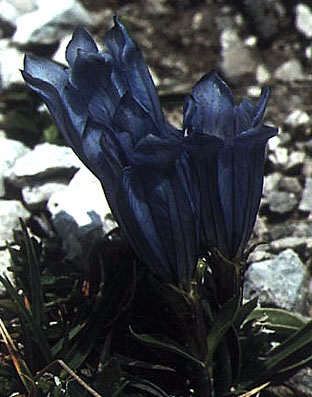 gentiana_froelichii.jpg (41493 bytes)