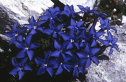 gentiana_terglouensis.jpg (57677 bytes)
