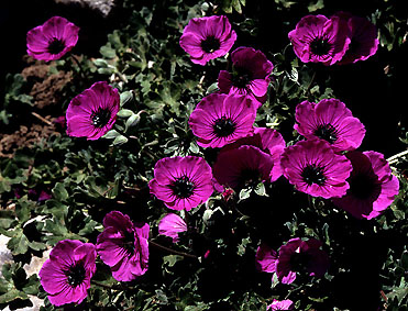 geranium_subcaulescens.jpg (69180 bytes)