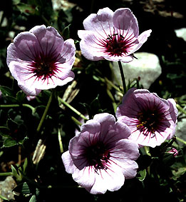 geranium_subcaulescens_rosea.jpg (40325 bytes)