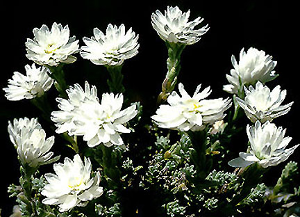 helichrysum_frigidum.jpg (64029 bytes)