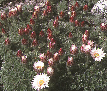 helichrysum_milfordiae.jpg (73747 bytes)