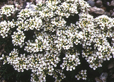 Hutchinsia alpina.jpg (90120 bytes)