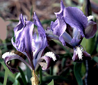 iris_attica_blau.jpg (37043 bytes)