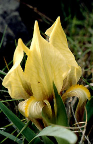 iris_attica_gelb.jpg (25283 bytes)