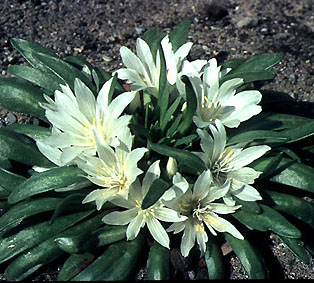 lewisia_brachycalyx.jpg (48898 bytes)