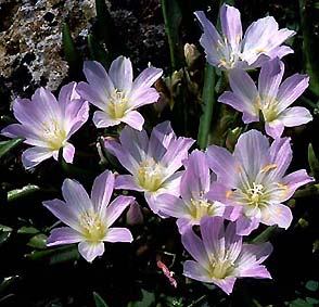 lewisia_brachycalyx _1.jpg (34063 bytes)