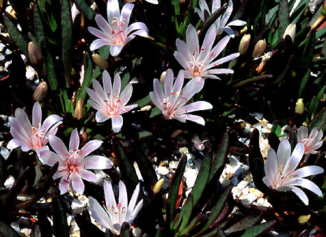lewisia_longipetala.jpg (81684 bytes)
