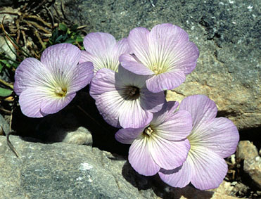 linum_hirsutum_subsp._spathulatum.jpg (50218 bytes)