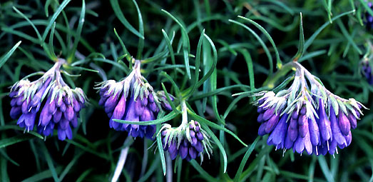 moltkia_graminifolia.jpg (62234 bytes)