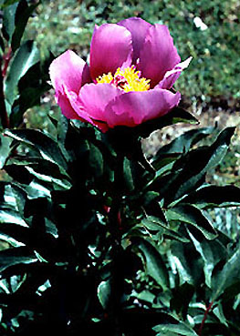 paeonia_coriacea.jpg (50412 bytes)