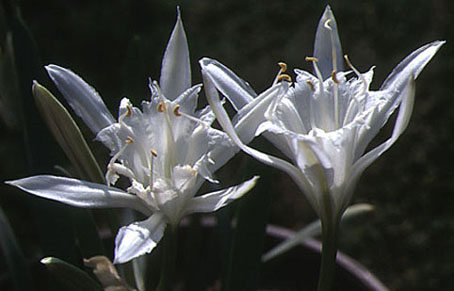 pancratium_maritimum.jpg (32905 bytes)