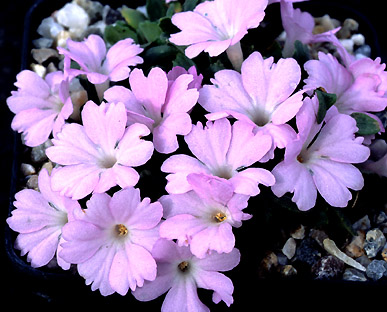 primula_allionii_anna_griffith.jpg (61666 bytes)