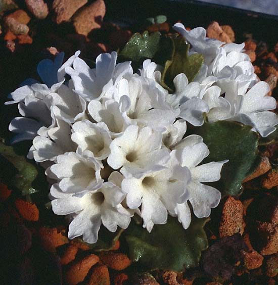 primula_hirsuta.jpg (66557 bytes)