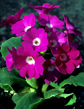 primula_hirsuta _1.jpg (44916 bytes)