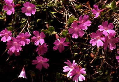 primula_integrifolia.jpg (97609 bytes)
