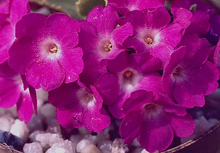 primula_joan_hughes.jpg (98806 bytes)