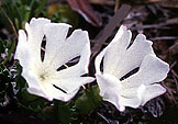 primula_minima_alba.jpg (13817 bytes)