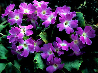 primula_spectabilis.jpg (46840 bytes)