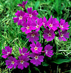 primula_spectabilis_1.jpg (45161 bytes)