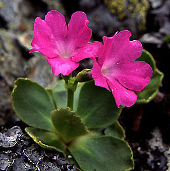 primula_villosa.jpg (41136 bytes)