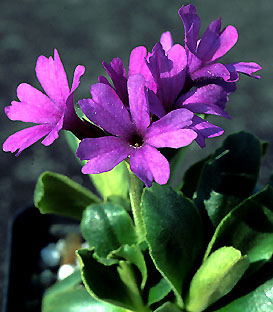 primula_x_dinyana_g.jpg (37413 bytes)