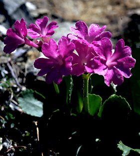 primula_x_dinyana_wild.jpg (55362 bytes)