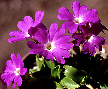 primula_x_facchinii.jpg (80106 bytes)