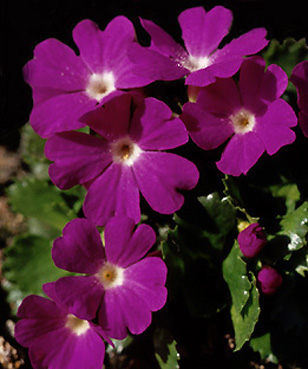 primula_x_forsteri.jpg (54700 bytes)