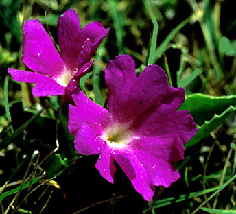primula_x_intermedia.jpg (73061 bytes)