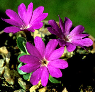 primula_x_muretiana_g.jpg (41285 bytes)