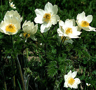 pulsatilla_alpina.jpg (52602 bytes)