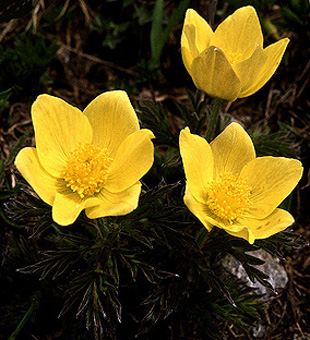 pulsatilla_apiifolia.jpg (73495 bytes)