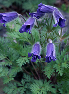 pulsatilla_turczaninovii.jpg (36595 bytes)