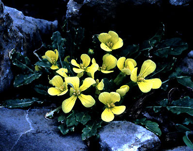 raffenaldia_primuloides_wild.jpg (55727 bytes)