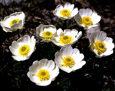 ranunculus_alpestris.jpg (50399 bytes)