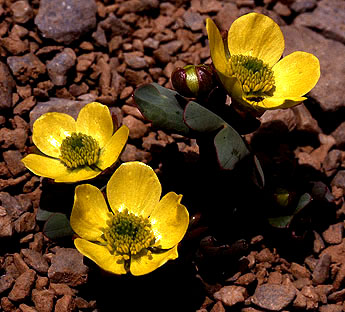 ranunculus_brevifolius.jpg (52045 bytes)