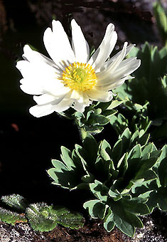 ranunculus_buchananii.jpg (39954 bytes)