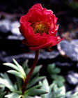 ranunculus_glacialis_rot.jpg (10930 bytes)