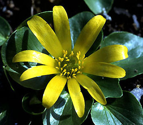 ranunculus_kochii.jpg (41682 bytes)