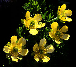 ranunculus_sericophyllus.jpg (43813 bytes)