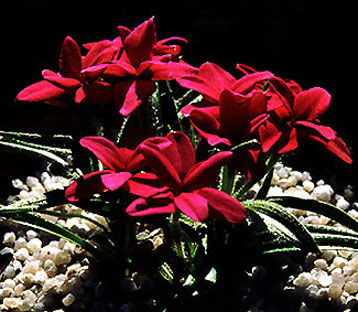 rhodohypoxis_baurii.jpg (53389 bytes)
