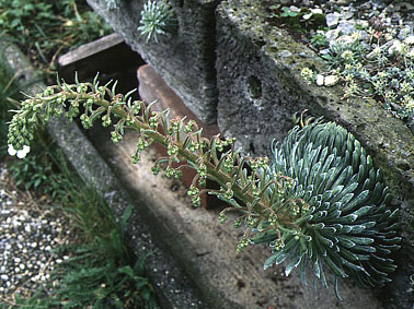 Sax. longifolia Trouhg.jpg (63619 bytes)