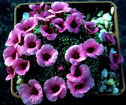 saxifraga_allendale_elf.jpg (68593 bytes)