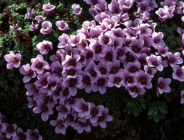 saxifraga_blepharophylla.jpg (59739 bytes)