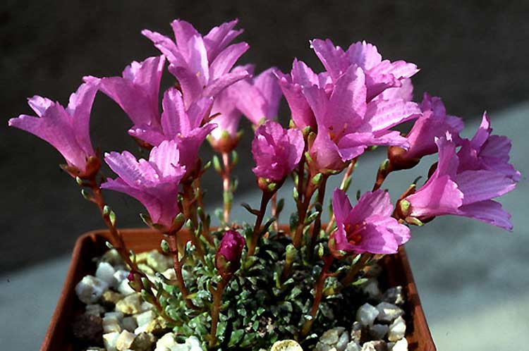 saxifraga_dinniki.jpg (58116 bytes)