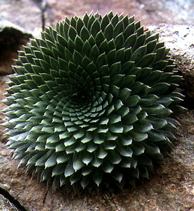 saxifraga_florulenta.jpg (73056 bytes)