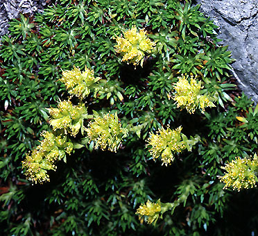 saxifraga_juniperifolia.jpg (109788 bytes)